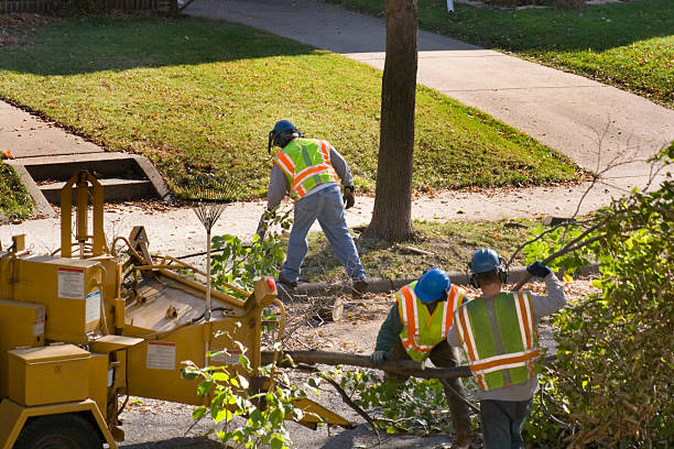 Best Tree Disease Treatment  in Rockwood, VA